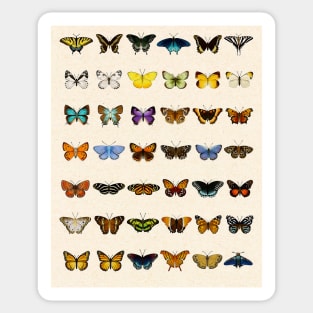 Watercolor Butterfly Chart Sticker